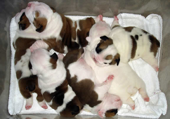 English bulldog puppies for sale